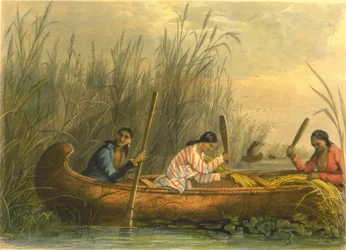 Wildreis sammeln, 1853